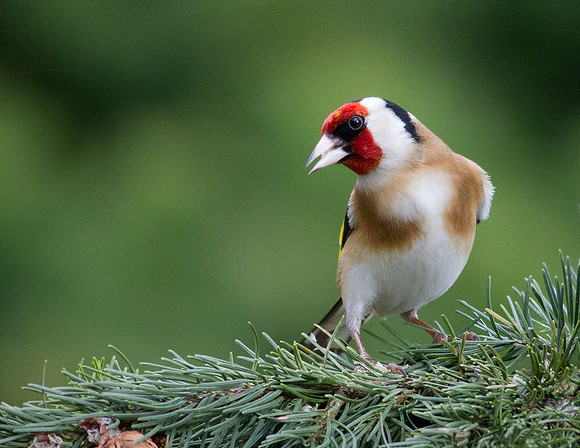 Goldcrest