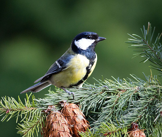 Great Tit