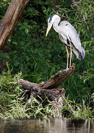 Heron