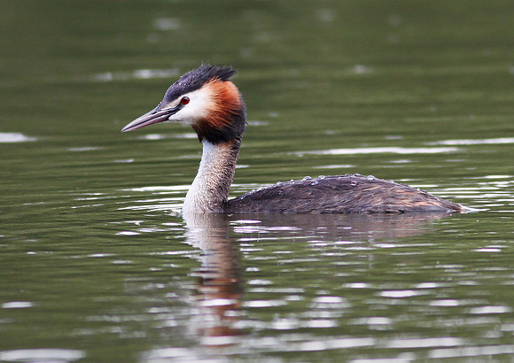 Great Crested Grebe