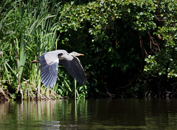 Heron