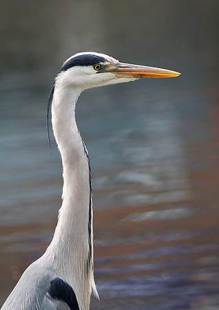 Heron