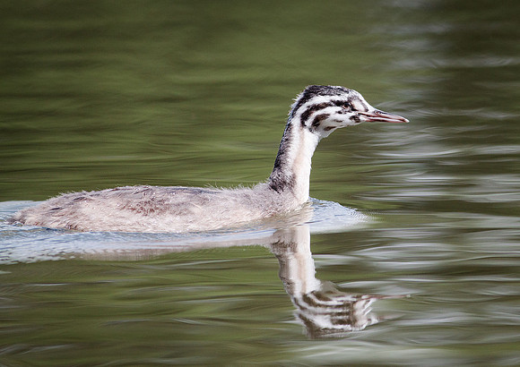 Great Crested Grebe