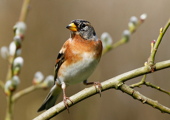 Brambling