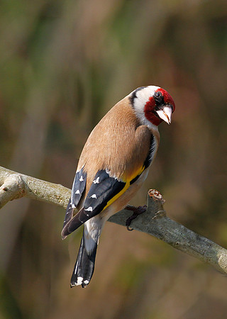 Goldfinch