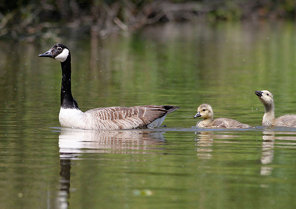 Canada Geese