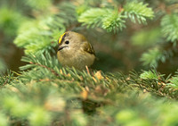 Goldcrest