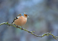 Chaffinch