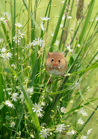 Harvest Mouse