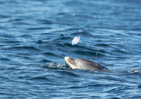 Bottlenose Dolphin