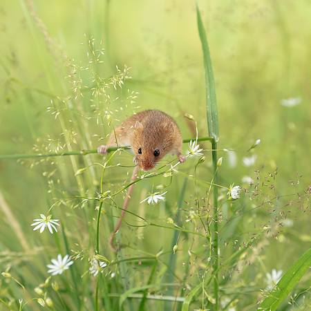 Harvest Mouse