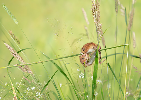 Harvest Mouse