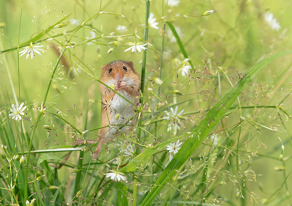 Harvest Mouse