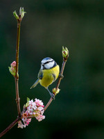 Blue Tit