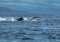 Bottlenose Dolphin