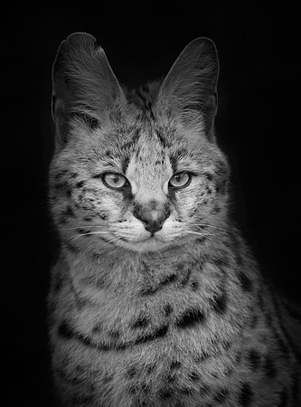 Serval