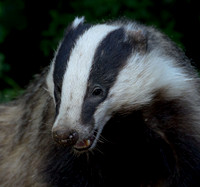 Badger
