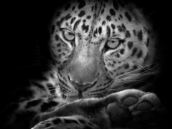 Leopard