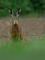 Brown Hare