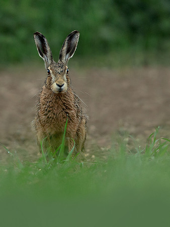 Brown Hare
