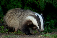 Badger