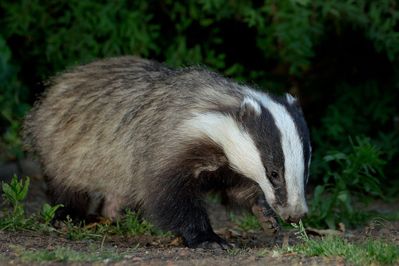 Badger