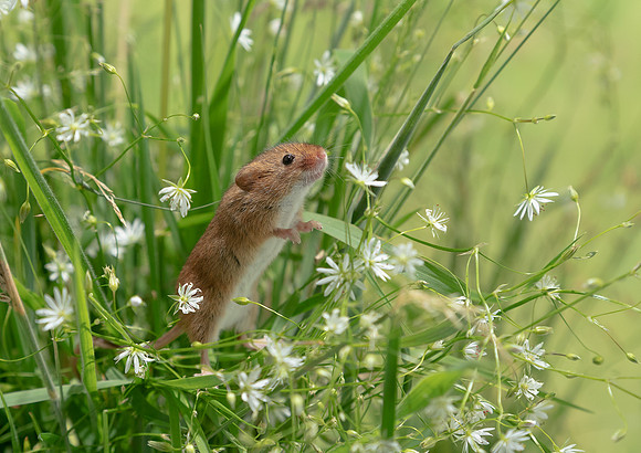 Harvest Mouse