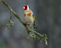 Goldfinch