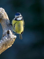 Blue Tit