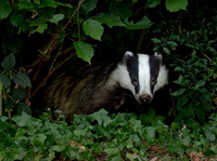 Badger
