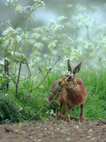 Brown Hare