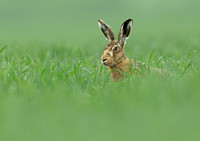 Brown Hare
