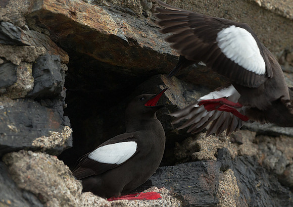 Black Guillemot