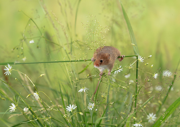 Harvest Mouse