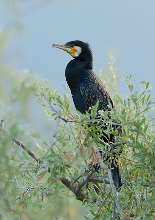 Cormorant