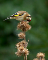 Goldfinch