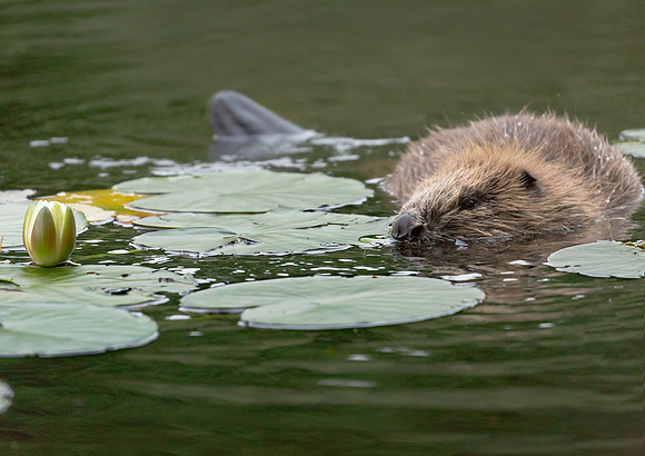 Beaver