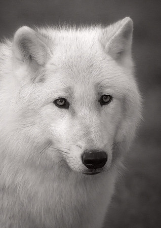 Arctic Wolf