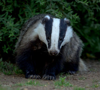 Badger