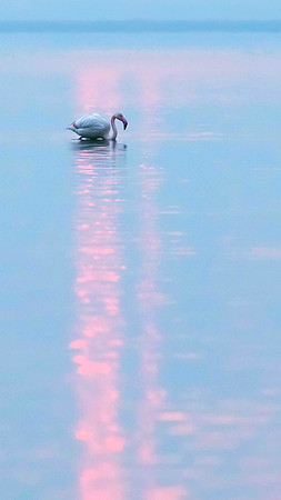 Greater Flamingo