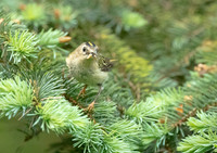 Goldcrest