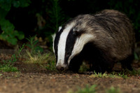 Badger