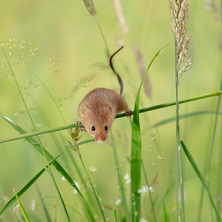 Harvest Mouse