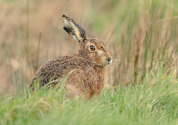 Brown Hare