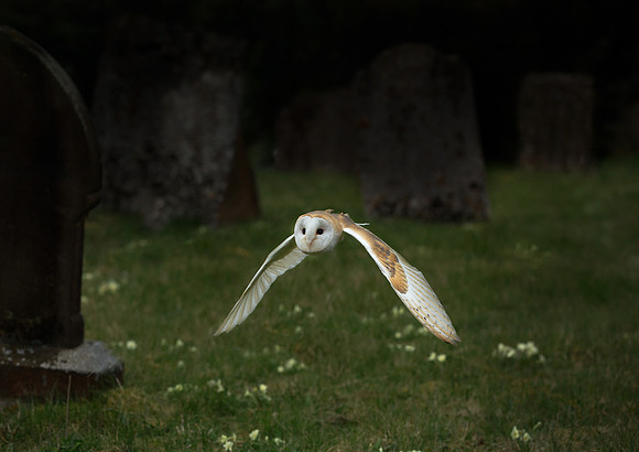 Barn Owl